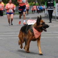 Perro corriendo carrera atletica organizada por correcaminos de colombia