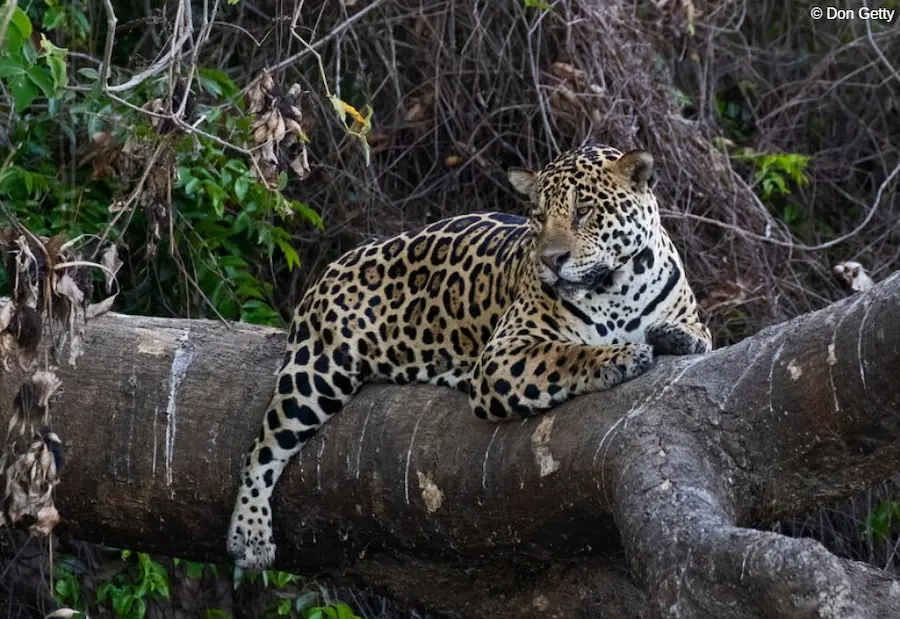 jaguar