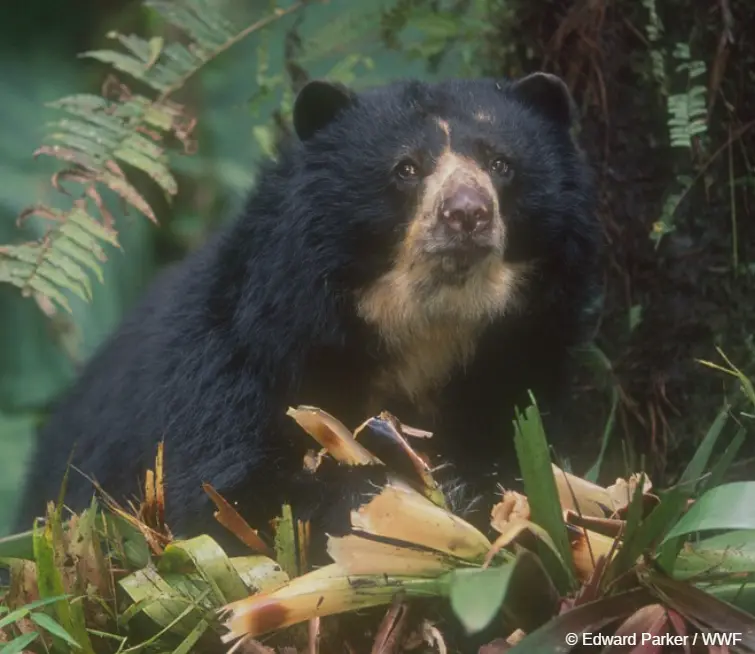 oso de anteojos